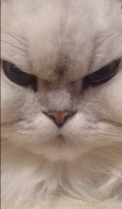 Create meme: angry cat meme, cat, cat