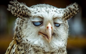 Create meme: funny owls, owl twitching eye, sleepy owl