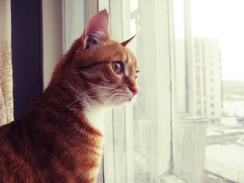 Создать мем: кот смотрит в окно, коты, кот у окна