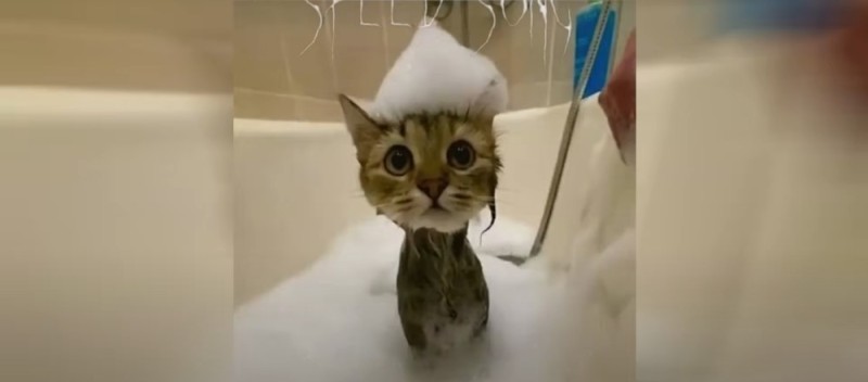 Create meme: cute cat in the bathroom, cat in the bathroom, a cat in a shower cap