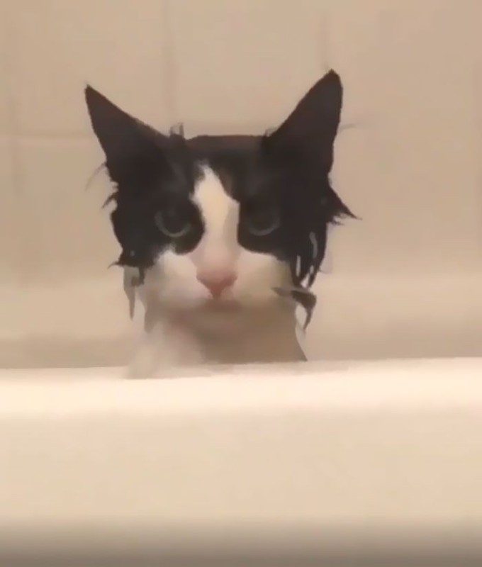 Создать мем: кот хан в ванной, смешные котики, кошка в ванне