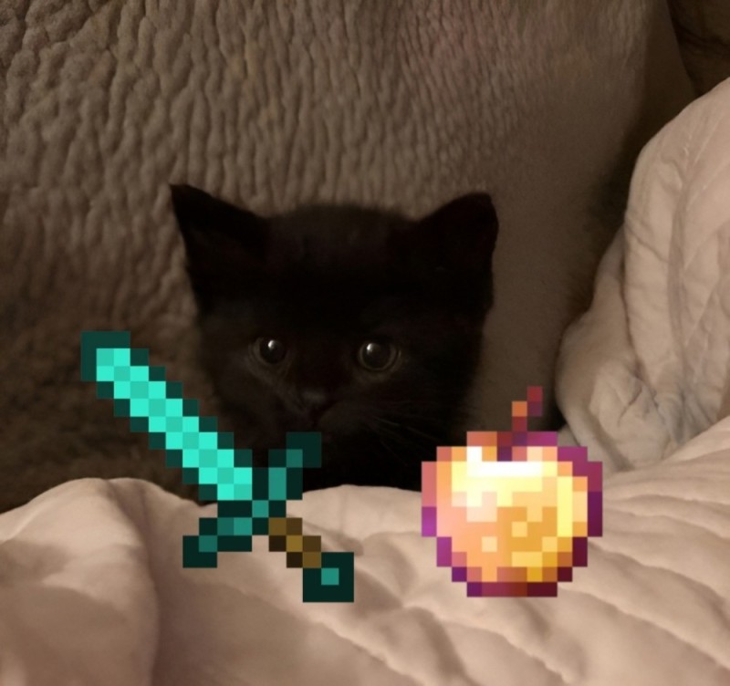 Создать мем: пикчи с котиками, черный кот, котик