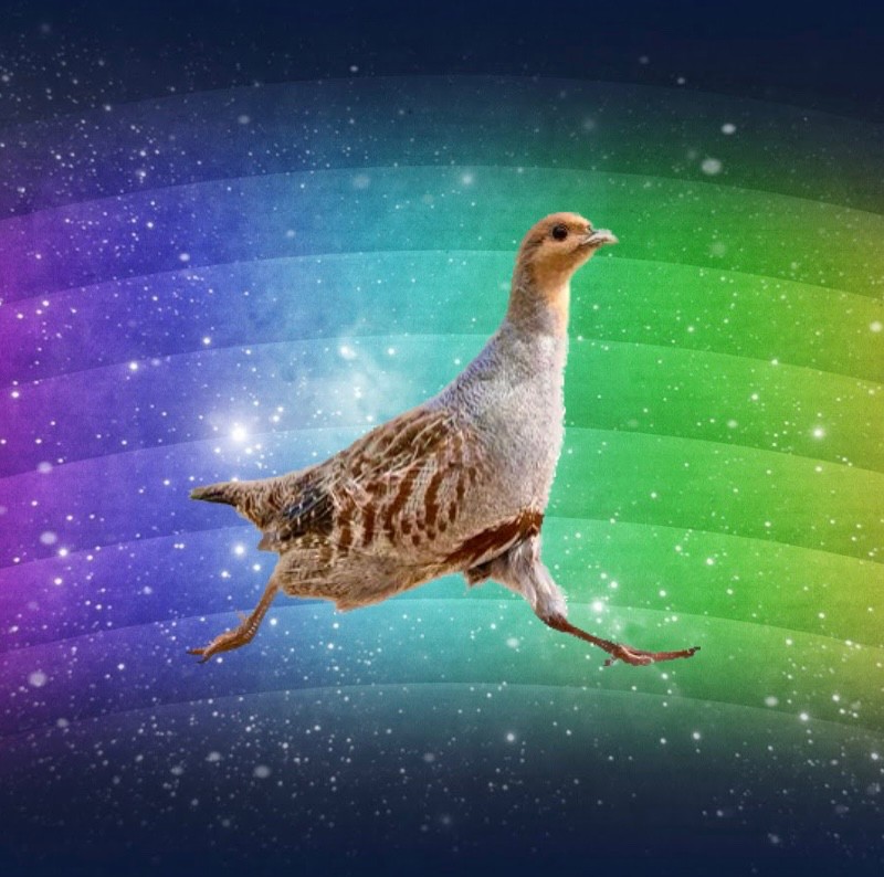 Create meme: rainbow background, partridge bird, grey partridge