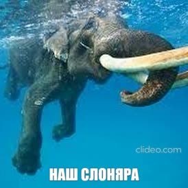 Create meme: the elephant is swimming, elephants swim, elephant seal