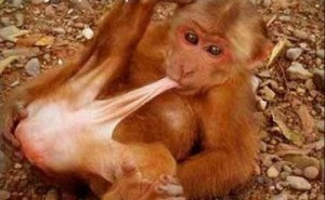 Создать мем: обезьяну, baby monkey, обезьянки