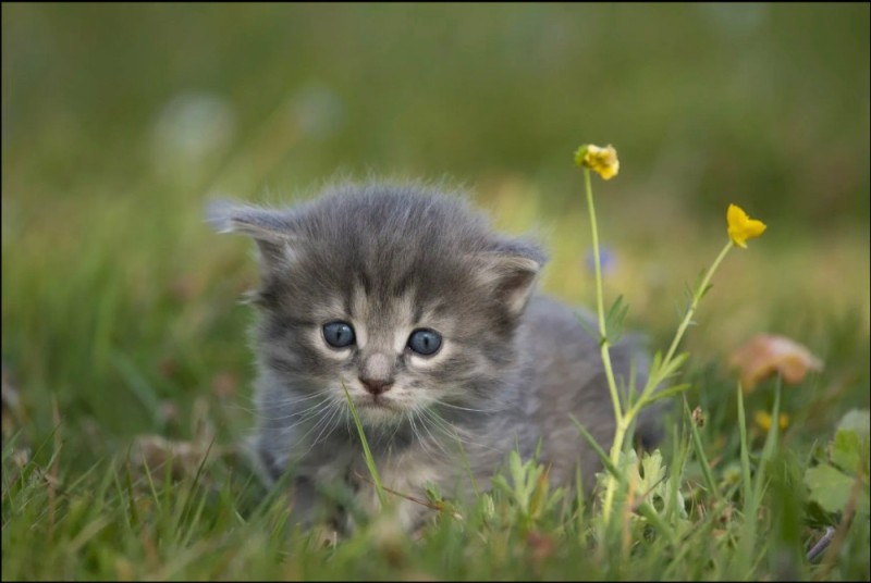 Create meme: cute little kittens, cats are small, kitties 