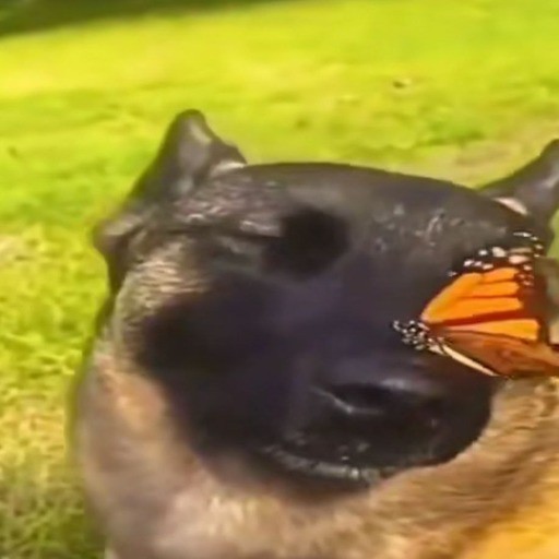 Create meme: shepherd , a dog's nose, butterfly dog