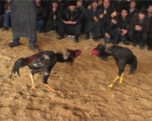 Создать мем: петушиные бои в таджикистане, хуроз жанги 2017, хуроз жанги 2019