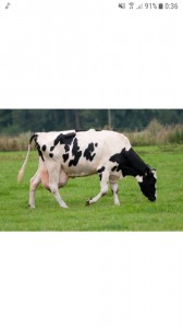 Create meme: Holstein cows