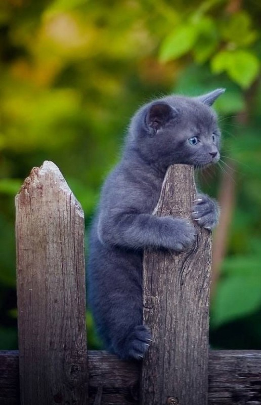 Create meme: kitten grey, cat on the fence, kitten on the fence