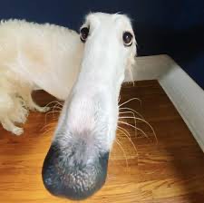 Создать мем: борзая собака, русская псовая борзая с длинным носом, русская борзая собака