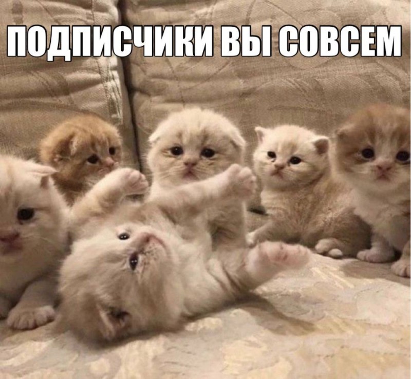 Создать мем: котята вислоухие, котята, котята милые