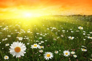 Создать мем: ромашковое поле, цветы ромашки и солнце, лето лето