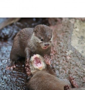 Create meme: otter, i made this otter, otter funny