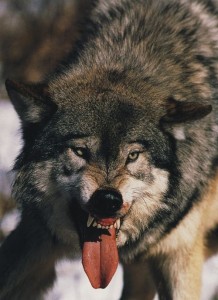 Create meme: wolf furious, the wolf grin, bad wolf