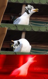 Создать мем: seagull, inhale, know your meme
