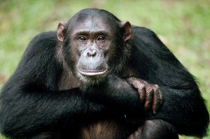 Создать мем: самец шимпанзе, обезьяна шимпанзе, шимпанзе бонобо