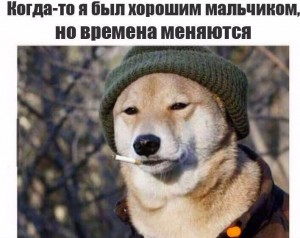 Создать мем: пес в шапке с сигаретой, фиаско пес, собака в шапке мем