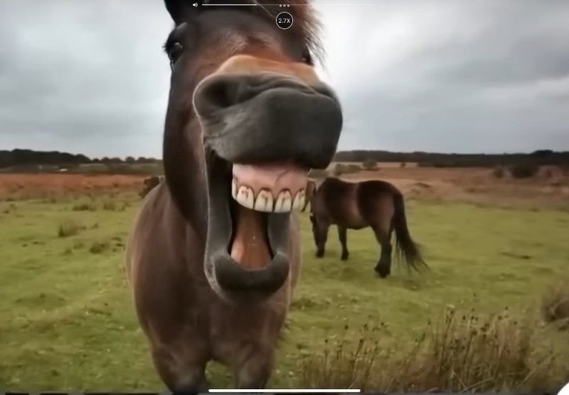 Создать мем: смеющаяся лошадь, ржущая лошадь, ржущий конь