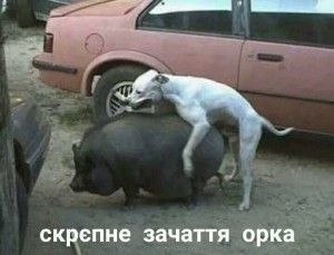Создать мем: приколы с животными 2021, животные приколы, собака спаривается со свиньей