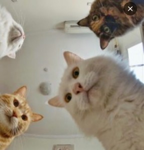 Create meme: cat, memes with cats and Natasha, memes cat