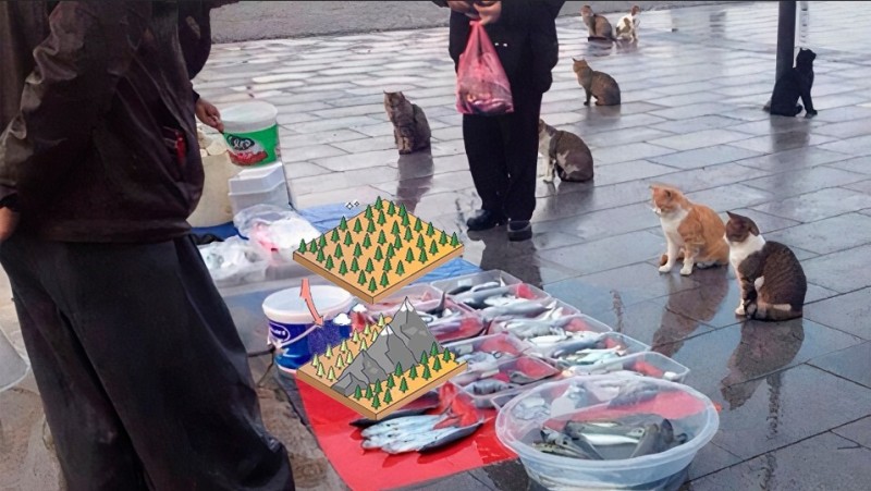 Create meme: the cat trades, cats on the market meme, street cats