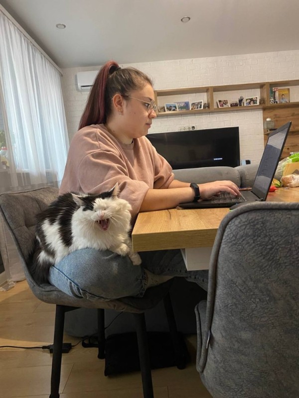 Создать мем: работающий кот, домашний кот, кошки