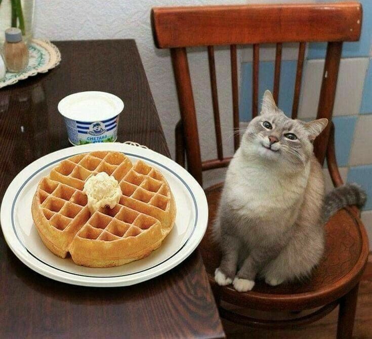 Создать мем: кот с блинами улыбается, кот с блинами мем, кот с вафлями мем