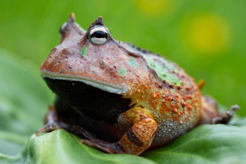 Create meme: amazing frog, horned frog, amazon horned frog