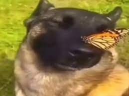 Create meme: animals , butterfly dog, cat 