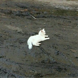Создать мем: кошка, турецкая ангора кошка, белый кот в грязи