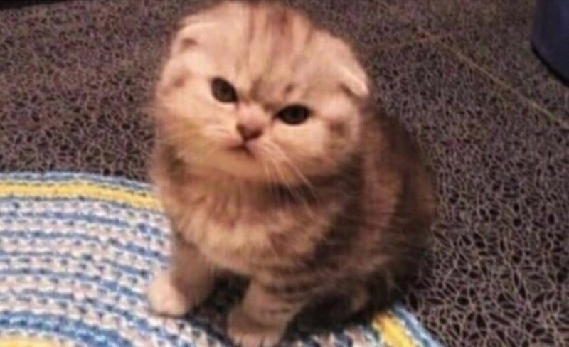 Create meme: Scottish fold cat, lop-eared , the cat is angry