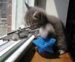 Создать мем: кот с пистолетами, коты, кот
