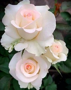 Создать мем: розы, роза шопен чайно-гибридная с3, роза ванилла флорибунда