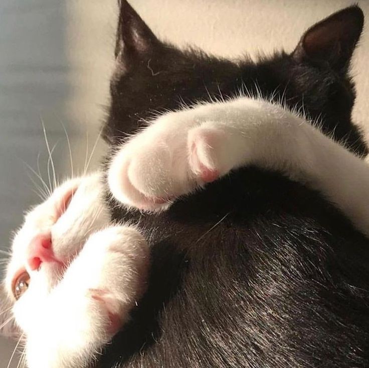 Создать мем: котики, кот большой палец, кошка