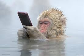 Create meme: Japanese macaque, funny monkey , a monkey with a mobile phone