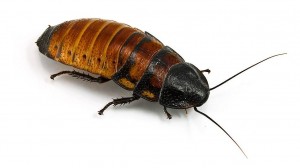 Create meme: the cockroach home, cockroach, the Madagascar cockroach