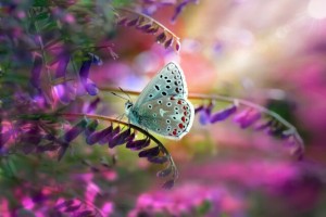 Create meme: butterfly macro, butterfly, beautiful butterflies