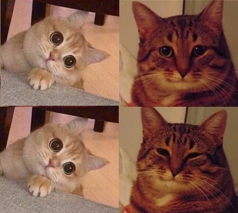 Create meme: meme cat , the cat meme is happy, meme cat 