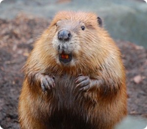 Create meme: Beaver