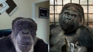 Создать мем: смешная горилла, горилла фак, горилла обезьяна