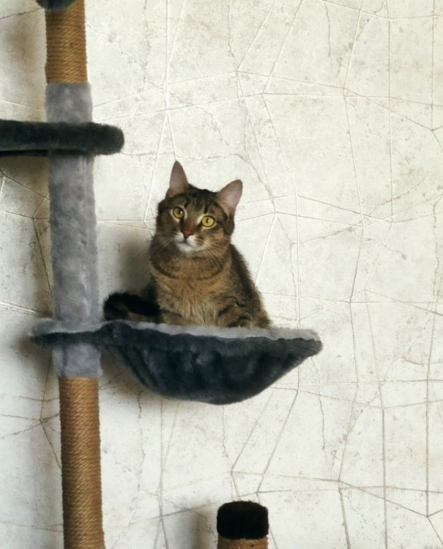 Create meme: a house for a cat with a scratching post, a cat house, scratching post