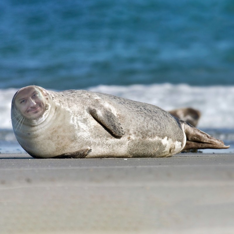Create meme: common seal (phoca vitulina), seal , common seal