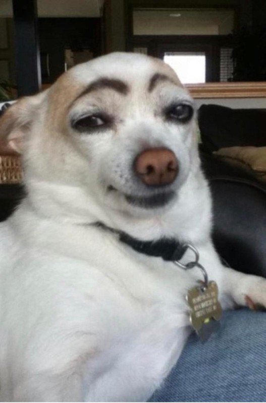 Create meme: dog with eyebrows , a dog with painted eyebrows, chihuahua with eyebrows