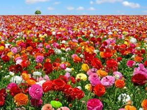 Create meme: a field of flowers, field of flowers