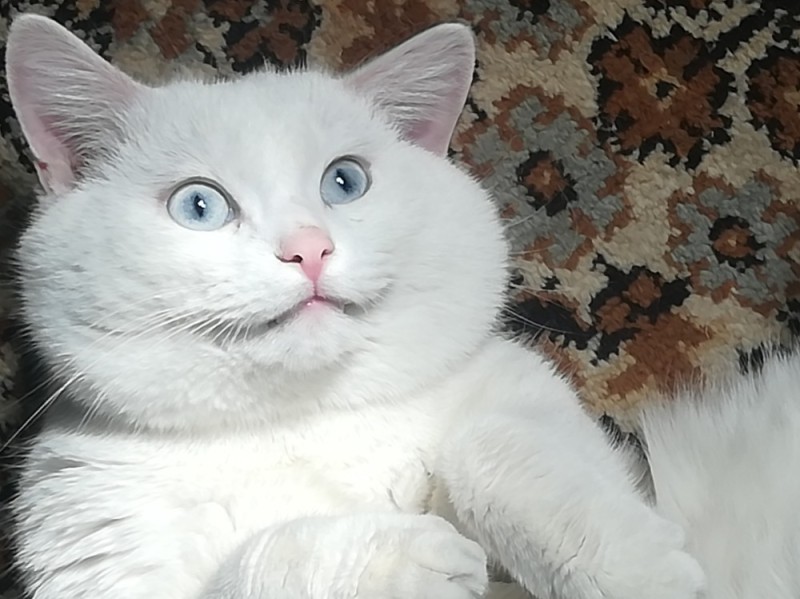 Создать мем: кошка белая, кот, сибирская кошка белая гладкошерстная
