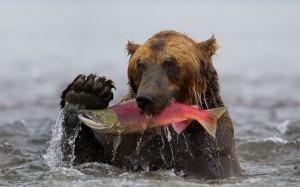 Создать мем: медведь на икре, белый медведь на рыбалке, медведь гризли