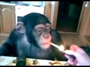 Create meme: Smoking monkey, the monkey smokes rzhach, stoned monkey