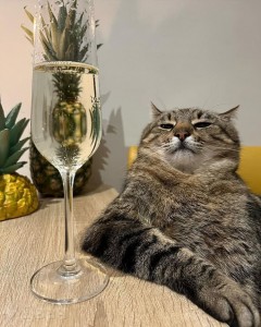 Создать мем: мем кот с бокалом, кот большой, кот с вином