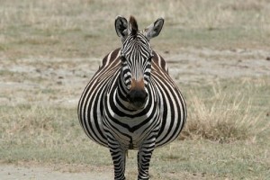 Создать мем: беременная зебра фото, бурчеллова зебра, беременная зебра